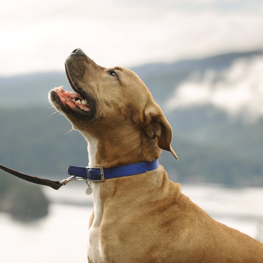 Cat & Dog Checkup, Tumwater