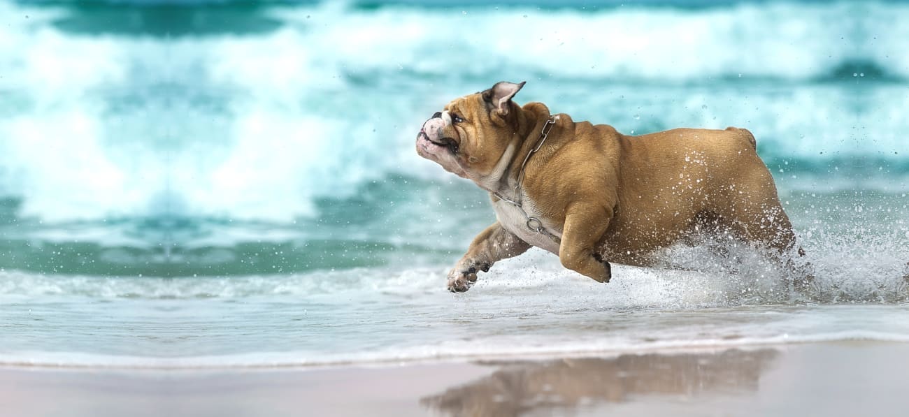 Healthy Dog at Beach in Tumwater