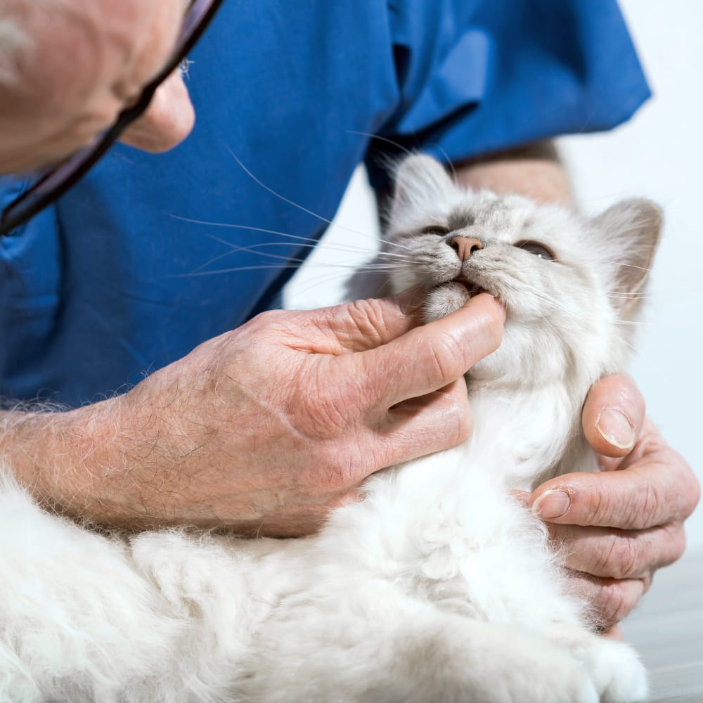 Tumwater Veterinary Hospital | Tumwater Veterinary