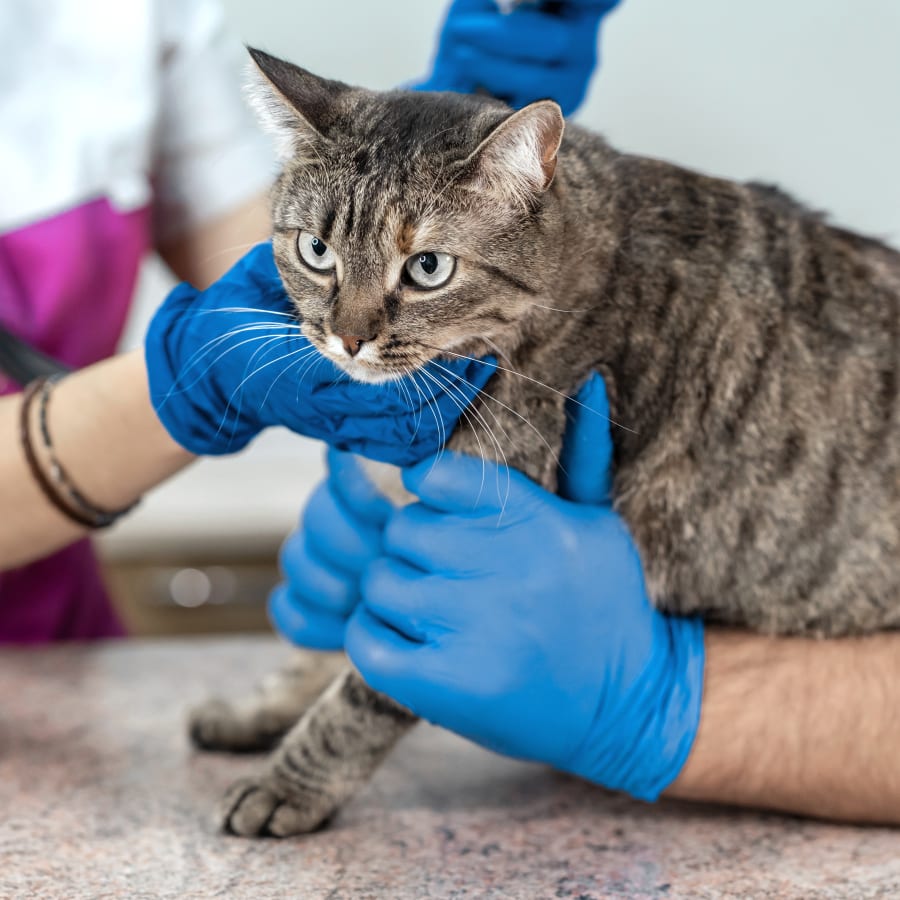 Tumwater Veterinary Hospital | Tumwater Veterinary