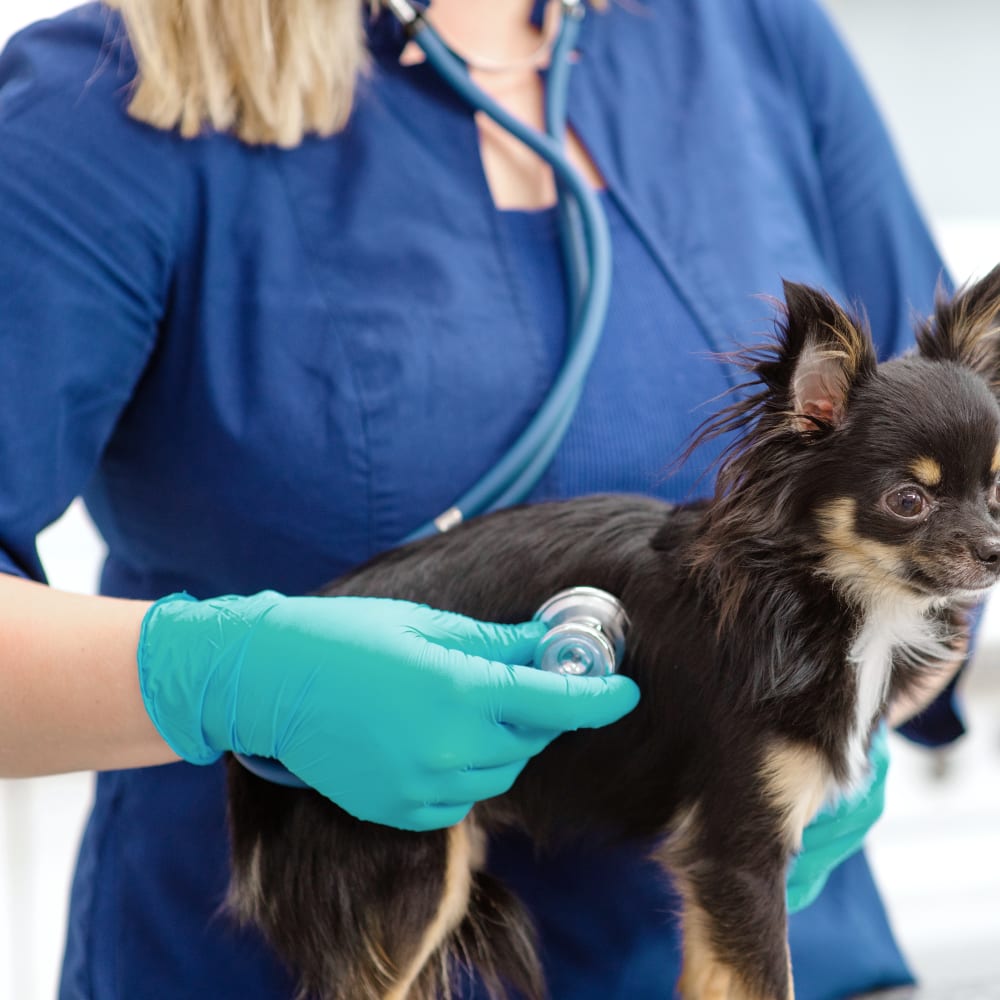 Tumwater Veterinary Hospital | Tumwater Veterinary