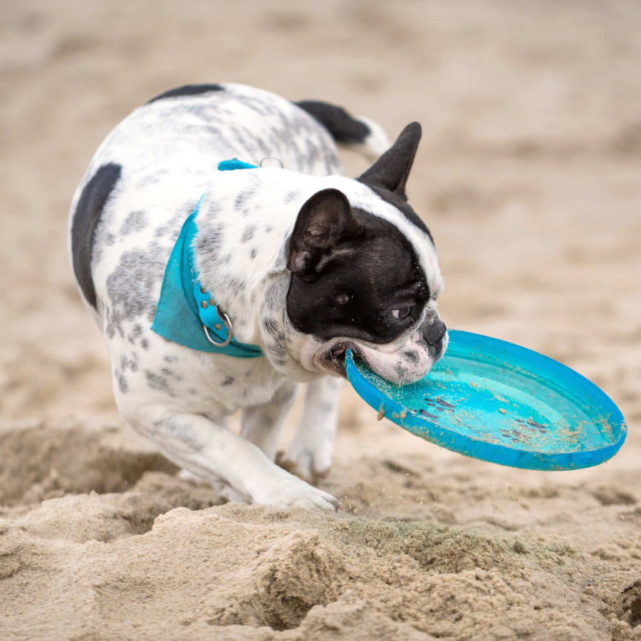 Cold Laser Therapy, Tumwater Veterinarians