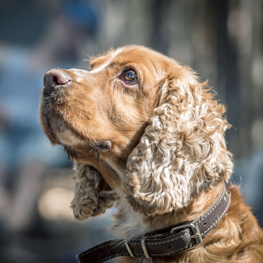 Surgery, Tumwater Vet